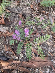 Indigofera baileyi
