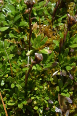 Celmisia bellidioides