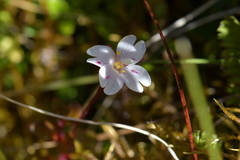 Epilobium chlorifolium