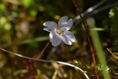 Epilobium chlorifolium