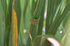 Asaphodes cataphracta