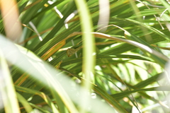 Asaphodes cataphracta