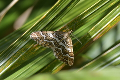 Asaphodes clarata