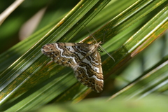 Asaphodes clarata