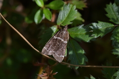 Eudonia leucogramma
