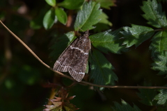 Eudonia leucogramma