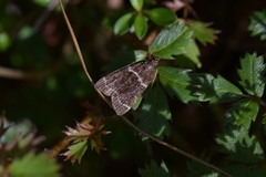 Eudonia leucogramma