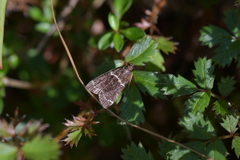Eudonia leucogramma