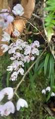 Sarcochilus ceciliae