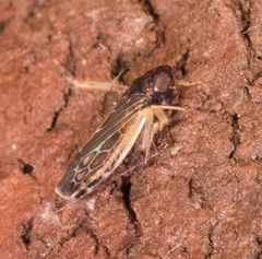 Planicephalus flavocostatus