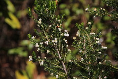 Erica triflora