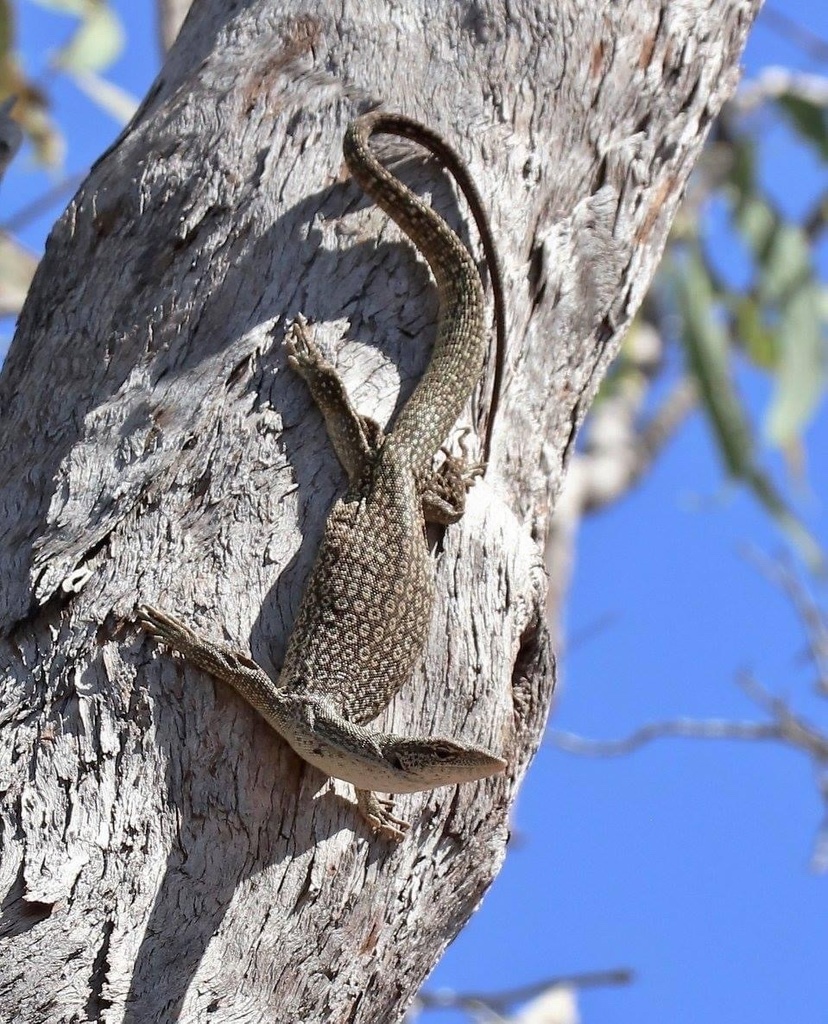 Banded Tree Monitor