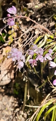 Sarcochilus ceciliae