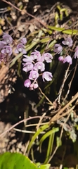 Sarcochilus ceciliae
