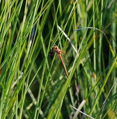Archaeosynthemis orientalis