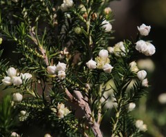 Erica triflora