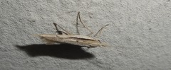Ypsolopha mucronella