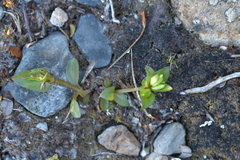 Gentianella montana montana