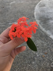 Ixora coccinea