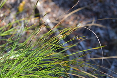 Schoenus pauciflorus