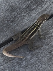 Leiocephalus psammodromus