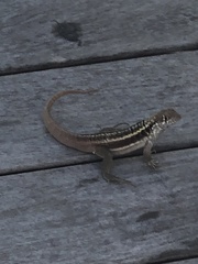 Leiocephalus psammodromus