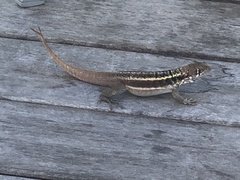 Leiocephalus psammodromus