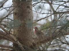 Haemorhous mexicanus