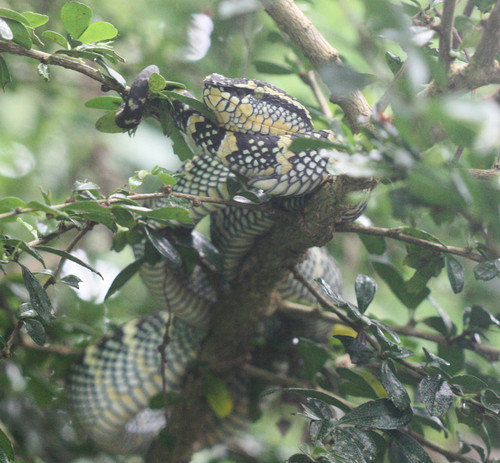 Tropidolaemus wagleri