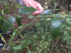 Passiflora tetrandra