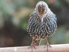 Sturnus vulgaris