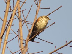 Turdus iliacus