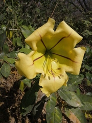 Solandra maxima
