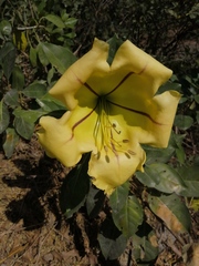 Solandra maxima
