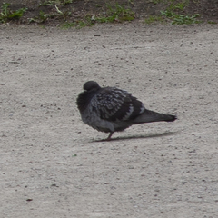 Columba livia domestica