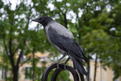 Corvus cornix
