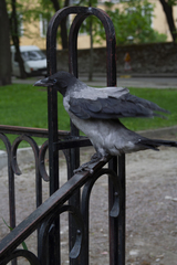 Corvus cornix