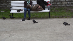 Columba livia domestica
