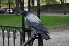 Corvus cornix