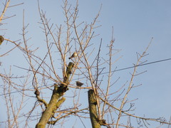 Turdus iliacus