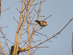 Turdus iliacus