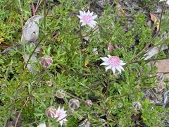 Actinotus forsythii