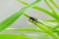 Maculantrops hirtipes