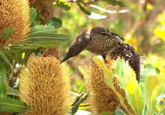 Anthochaera chrysoptera chrysoptera