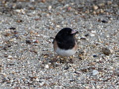 Junco hyemalis