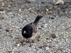 Junco hyemalis