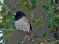 Junco hyemalis