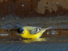 Spinus psaltria