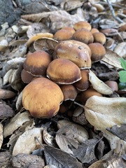 Psathyrella