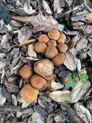 Psathyrella